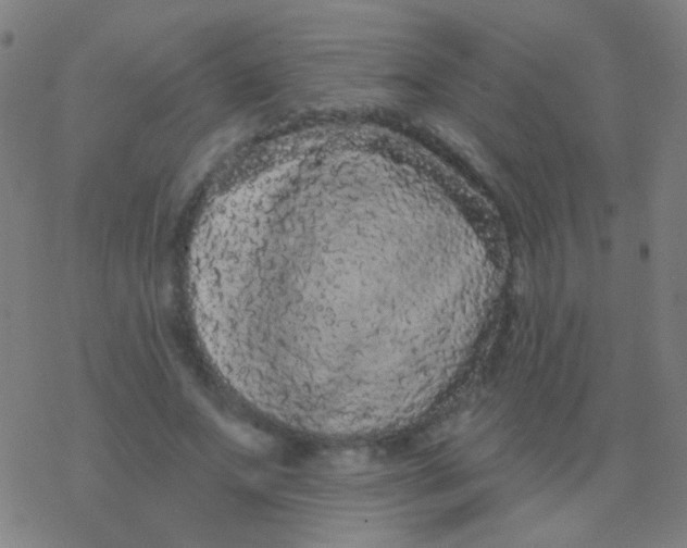 X0000077370687200611101705