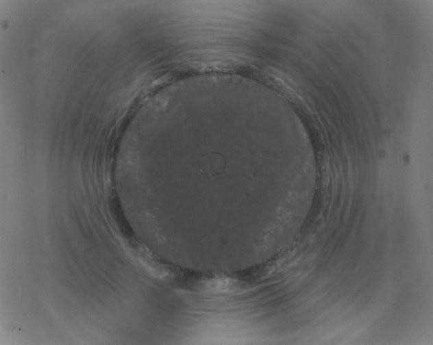 X0000077370695200611101704