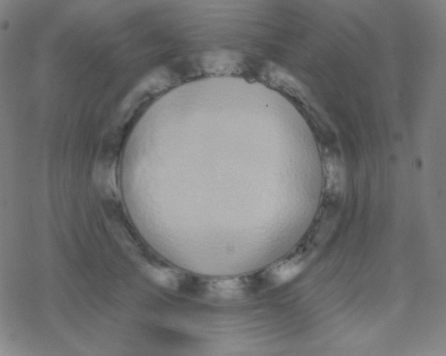 X0000077370705200611101704