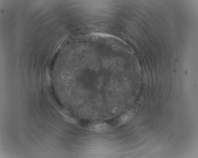 X0000077370716200611101704