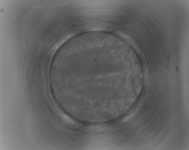 X0000077370721200611101703