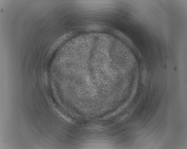 X0000077370729200611101703