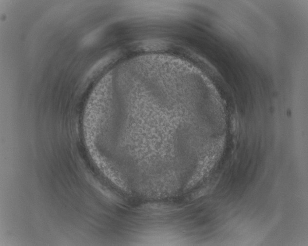 X0000077370733200611101703