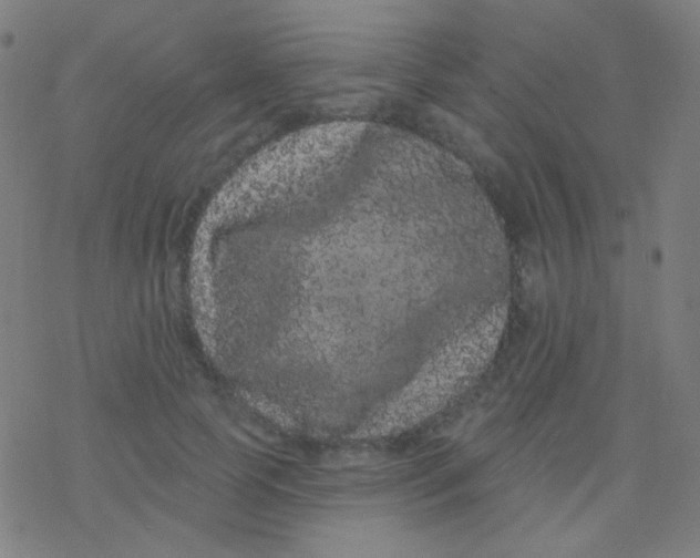 X0000077370745200611101704