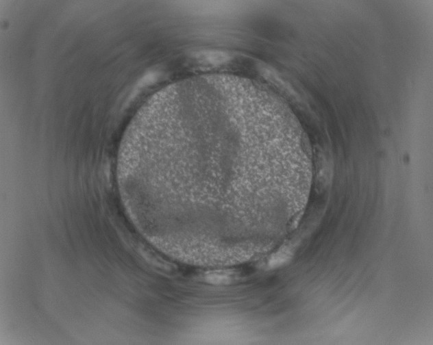 X0000077370758200611101704