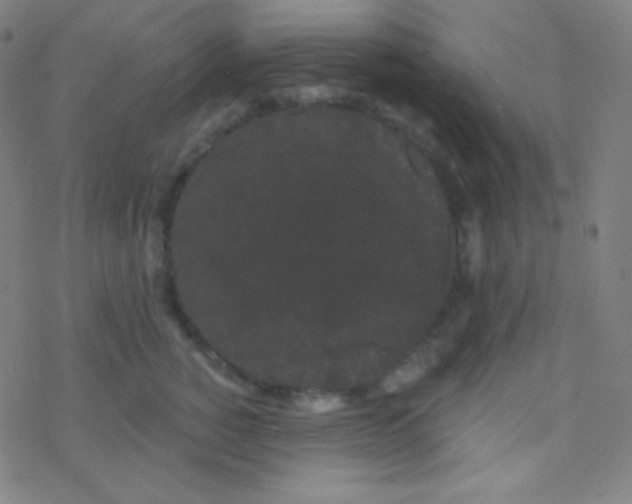 X0000077370760200611101704