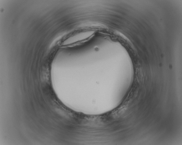 X0000077370775200611101703