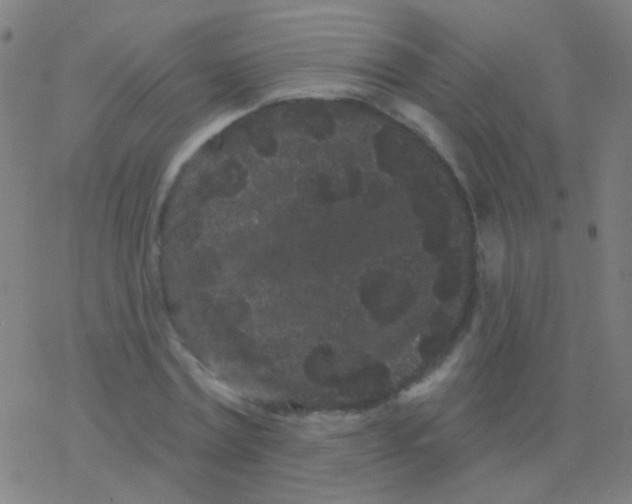 X0000077370779200611101703