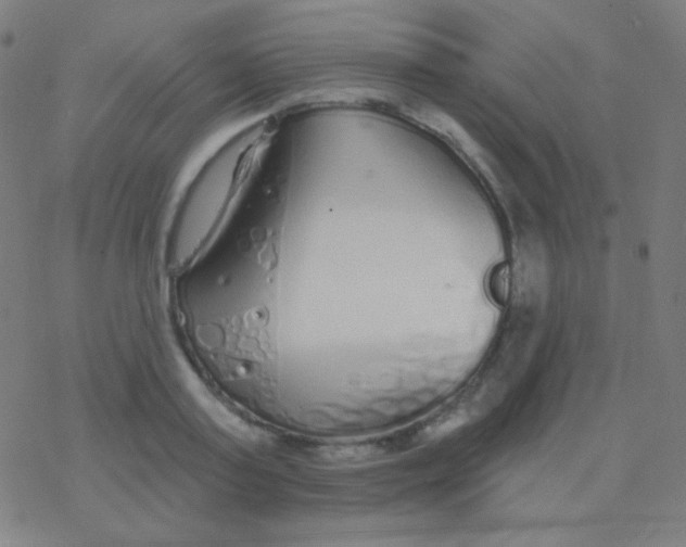 X0000077370795200611101703