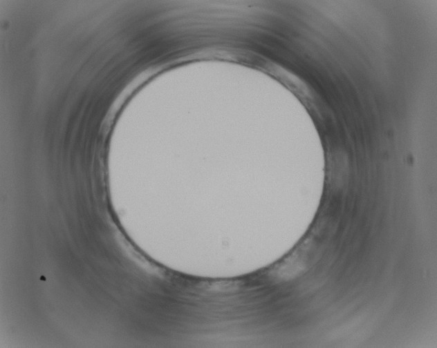 X0000077370808200611101703