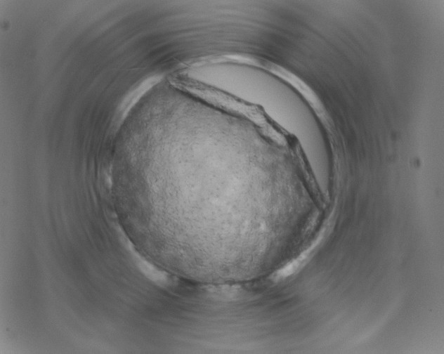 X0000077370809200611101703