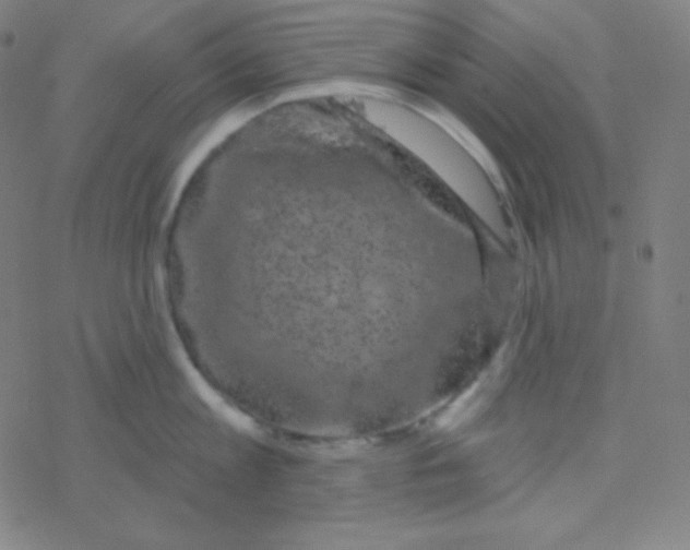 X0000077370813200611101702