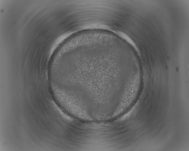 X0000077370831200611101702