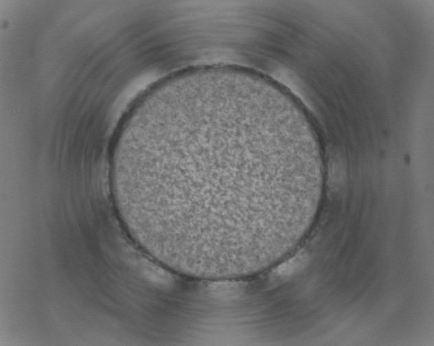 X0000077370832200611101702