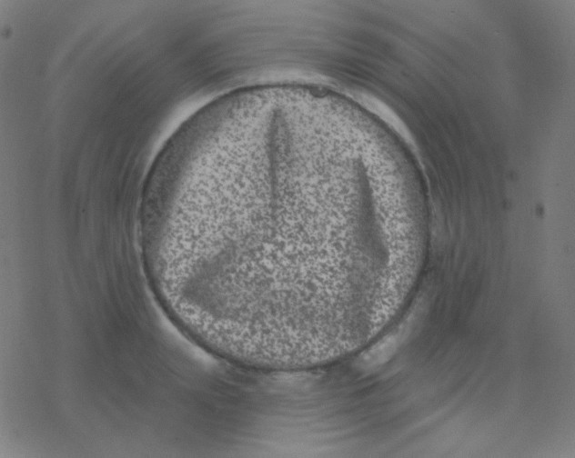 X0000077370847200611101702