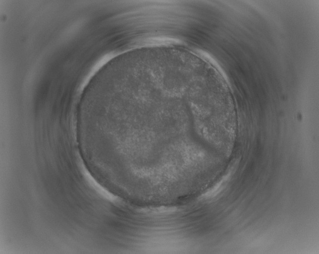 X0000077370851200611101702