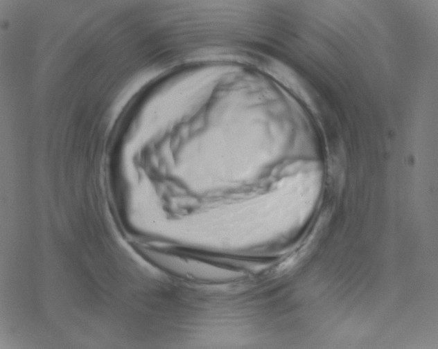 X0000077370855200611101702