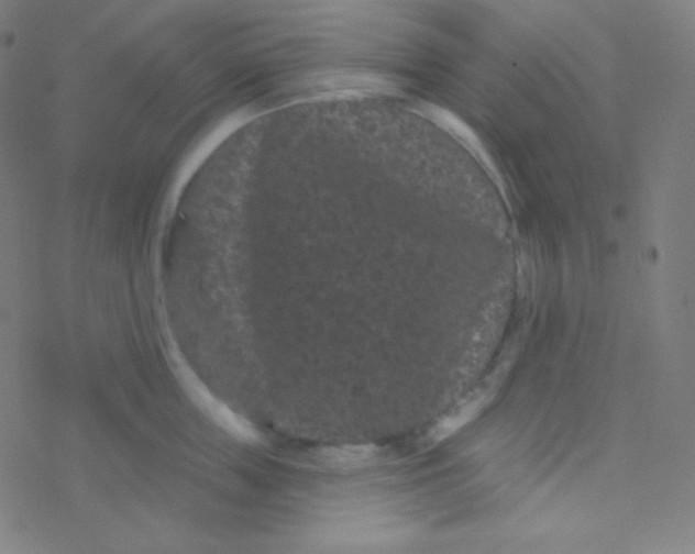 X0000077370859200611101702