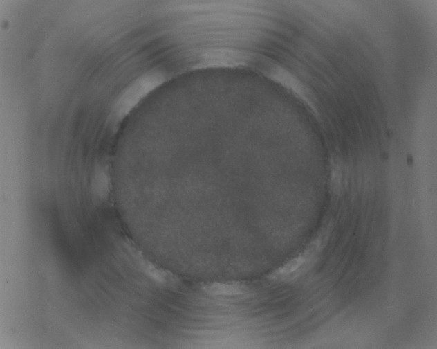 X0000077370874200611101701