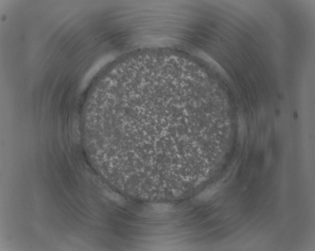 X0000077370878200611101701