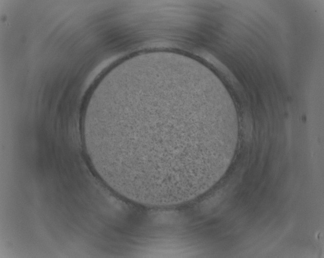 X0000077370886200611101701