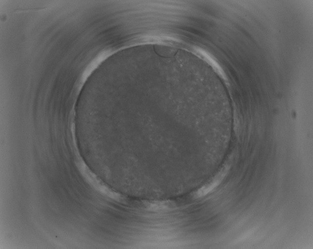 X0000077370899200611101701