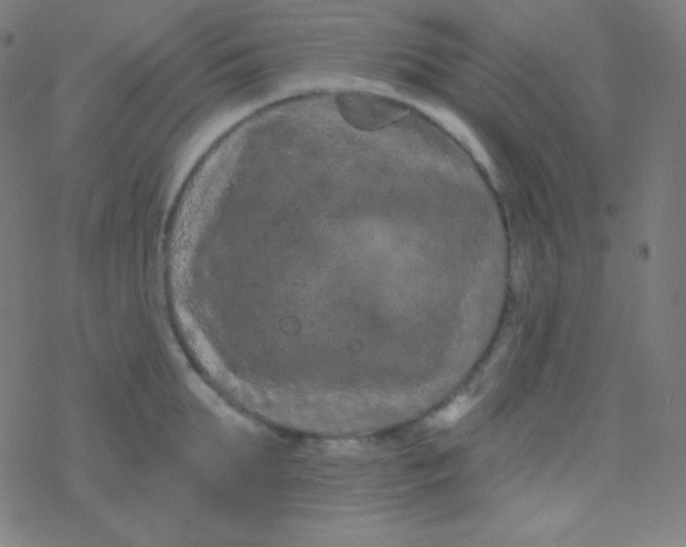 X0000077370903200611101701