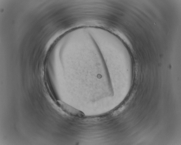 X0000077370944200611101701