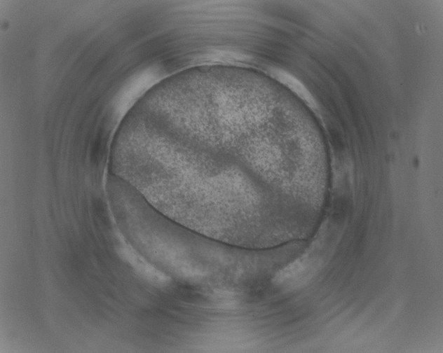 X0000077370946200611101701