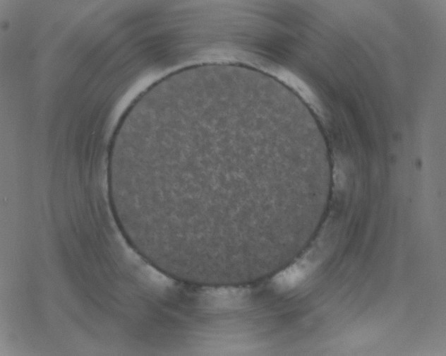 X0000077370950200611101701