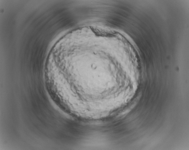 X0000077370957200611101701