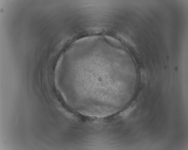 X0000077370961200611101700