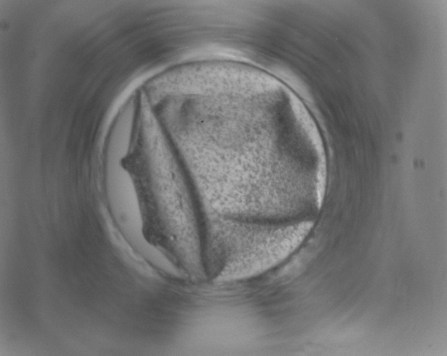 X0000077371008200611101659