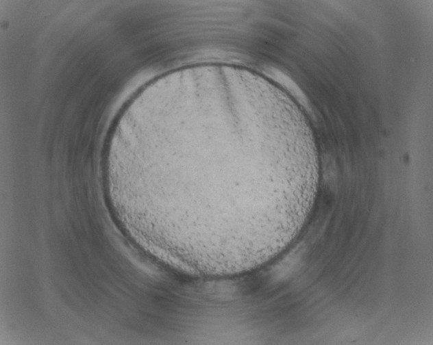 X0000077371043200611101659