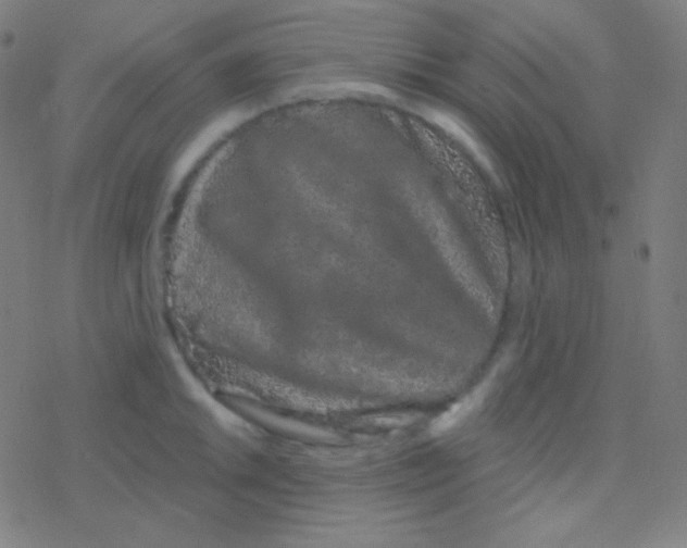 X0000077371046200611101659