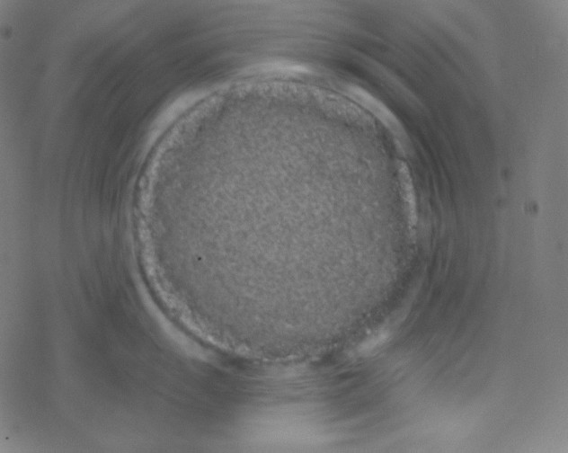 X0000077371055200611101659