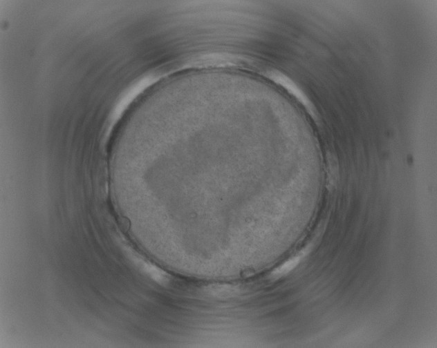 X0000077371075200611101658