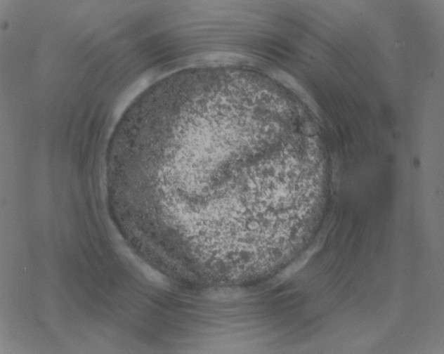 X0000077371083200611101658