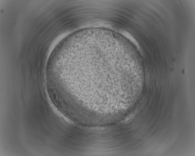 X0000077371088200611101658