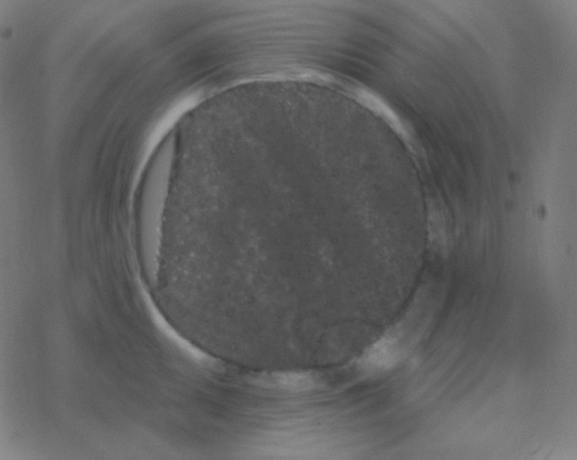 X0000077371095200611101658