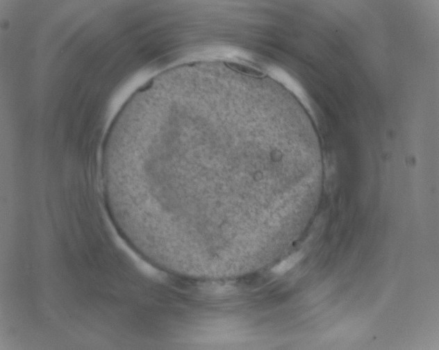 X0000077371103200611101658