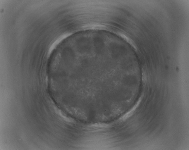 X0000077371117200611101657