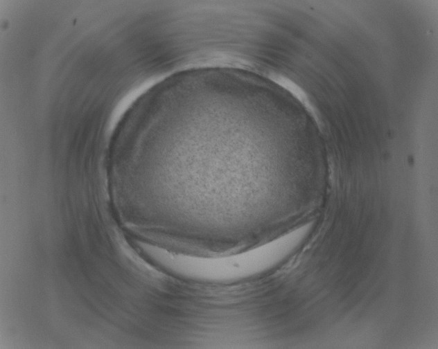 X0000077371120200611101657