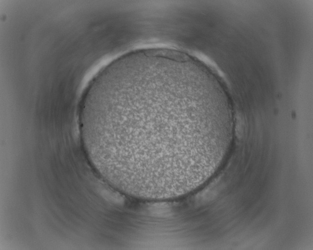 X0000077371167200611101657