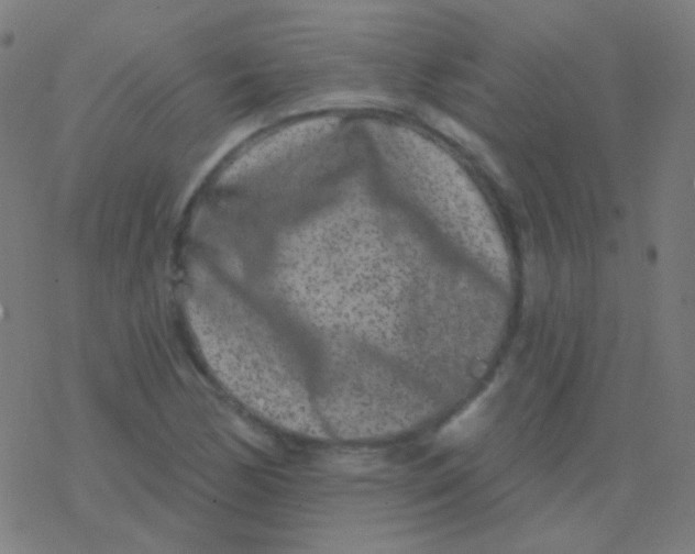 X0000077371170200611101657