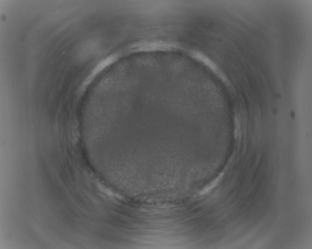 X0000077371213200611101656