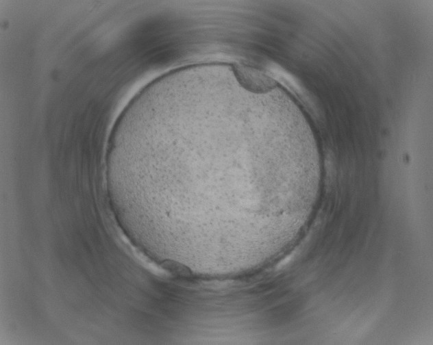 X0000077371236200611101656