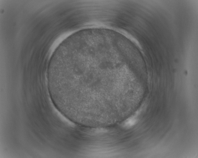 X0000077371239200611101656