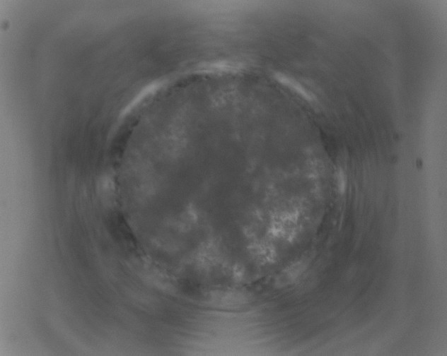 X0000077371254200611101655