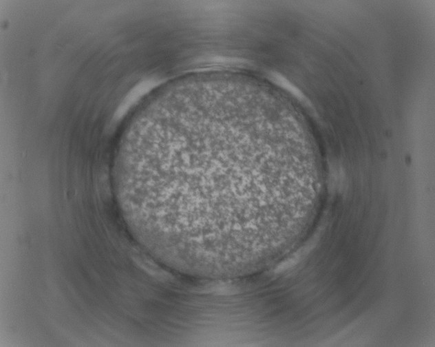 X0000077371259200611101655